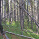 Ken Walker points out possible Bigfoot evidence in the woods near his house.